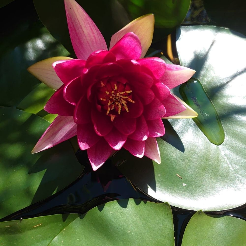 Dr. Nicole Rosenberg Wien